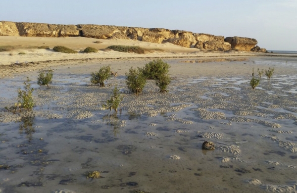 Qummah Island, located within the Farasan Archipelago. (SPA)