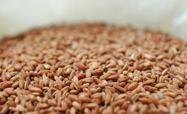 Al-Hasawi rice used in preparing al-Hasawi kabsa. (SPA)