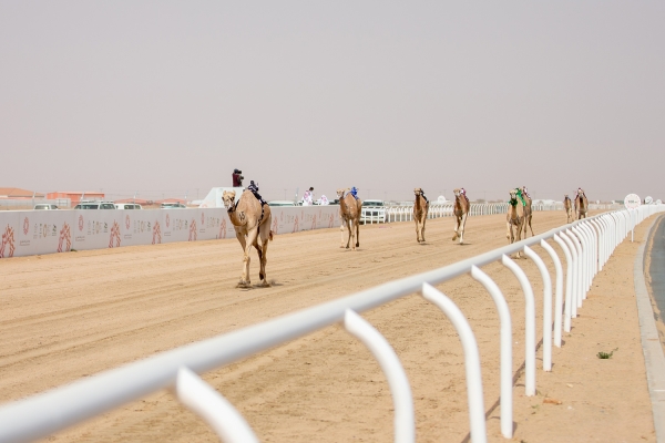 Camel racing at the Crown Prince Camel Festival at Taif Camel Square. (Saudipedia)