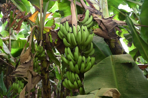 Banana trees in Jazan Province (SPA).