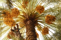 Harvesting fresh dates during the date season in al-Ahsa Governorate, Eastern Province. (SPA)