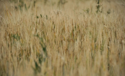 Barley, one of the grains used as raw feed (SPA).