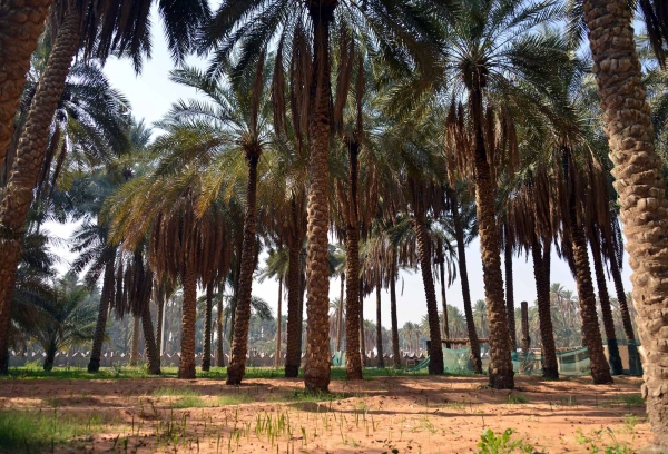 A palm farm in Qassim Province. (SPA)