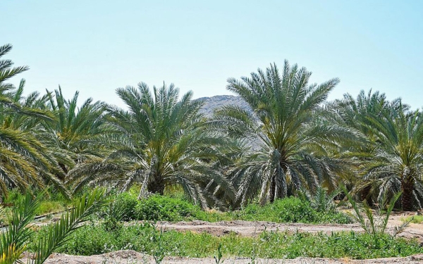 One of the palm farms in al-Madinah al-Munawwarah, which is famous for cultivating Anbara dates. (SPA)