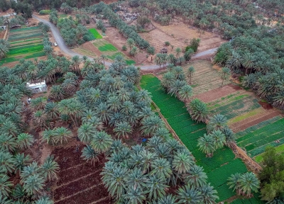 Palm shoots are planted during the spring markers in the Kingdom. (SPA)