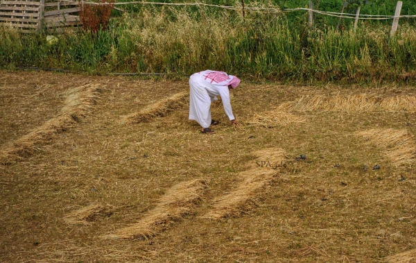 Barley is planted in the center of the Kingdom during the Southern Winds marker. (SPA)