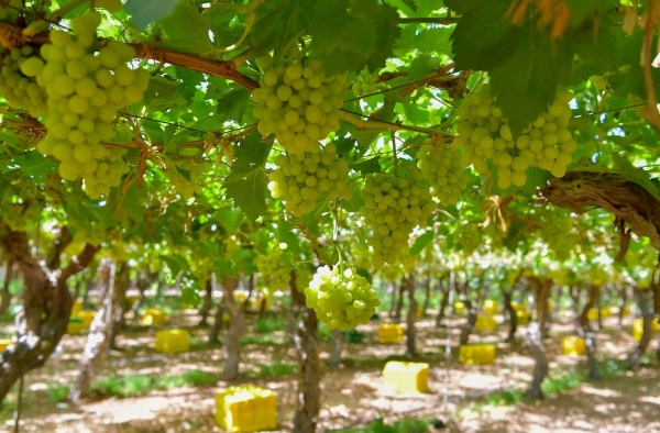 Grapevines are pruned during the Bird Migration marker. (SPA)