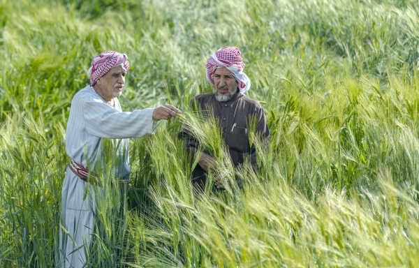 Wheat is one of the crops planted during the winter markers north of the Kingdom. (SPA)