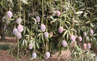 Mango fruit, among the crops harvested in Jazan Province. (SPA)