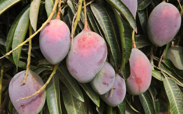 Mango trees in Jazan Province. (SPA)