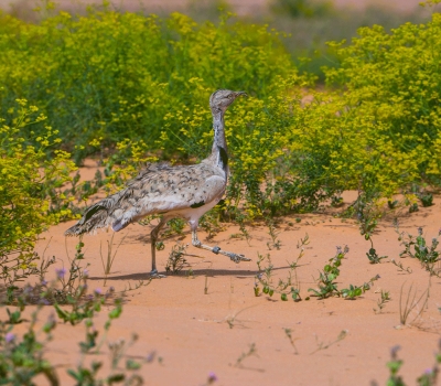 The Asian Houbara. (King Abdulaziz Royal Reserve)