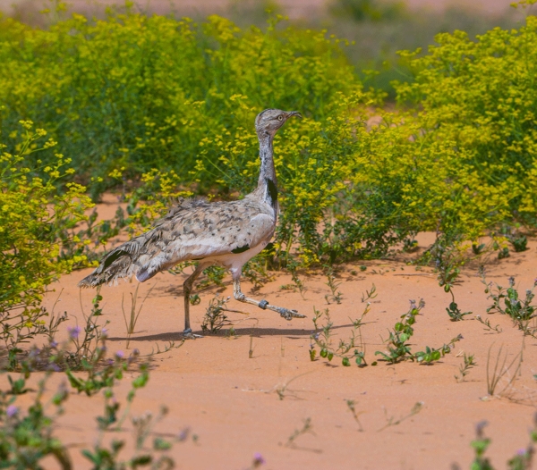 The Asian Houbara. (King Abdulaziz Royal Reserve)