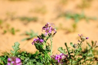 The lavender aromatic plant. (SPA)