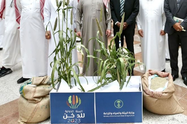 Millet Cultivation in the Kingdom. (Media Center of the Ministry of Environment, Water, and Agriculture)