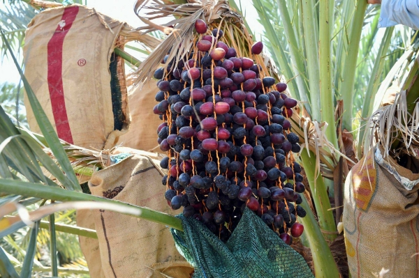 Ajwa dates, one of the varieties of dates in al-Madinah al-Munawwarah. (SPA)