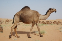 Saudis take pride in caring for camels. (King Abdulaziz Foundation for Research and Archives (Darah))