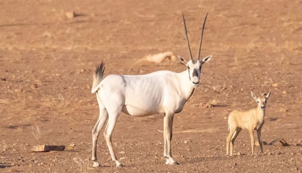 King Salman Bin Abdulaziz Royal Nature Reserve. (King Salman Bin Abdulaziz Royal Nature Reserve Development Authority)