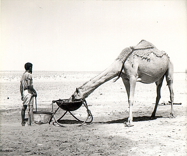 A camel with a herder in the past. (King Abdulaziz Foundation for Research and Archives (Darah))