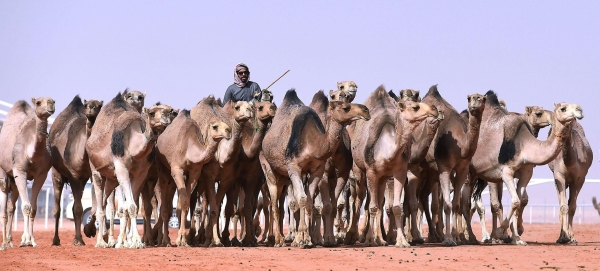 Herders practice al-Heda'a to communicate with their herds. (SPA)