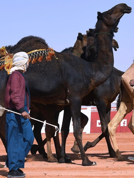 Camels interact with the sounds articulated by herders. (SPA)