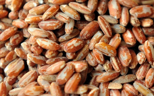 A close-up of Hasawi rice. (SPA)