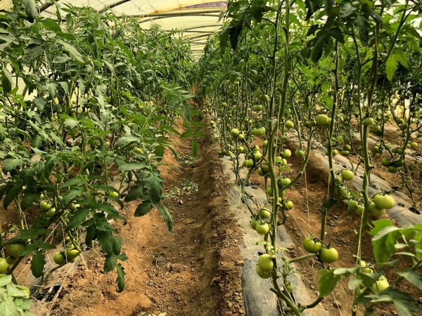 Organic Agriculture in Saudi Arabia. (Media Center of the Ministry of Environment, Water, and Agriculture)