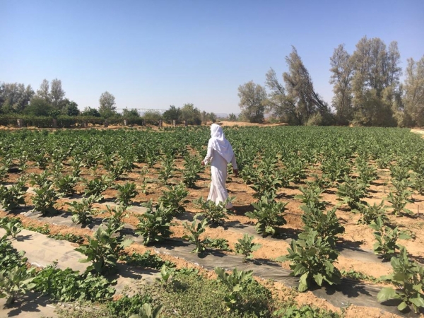 One of the organic farms in the Kingdom. (Media Center of the Ministry of Environment, Water, and Agriculture)