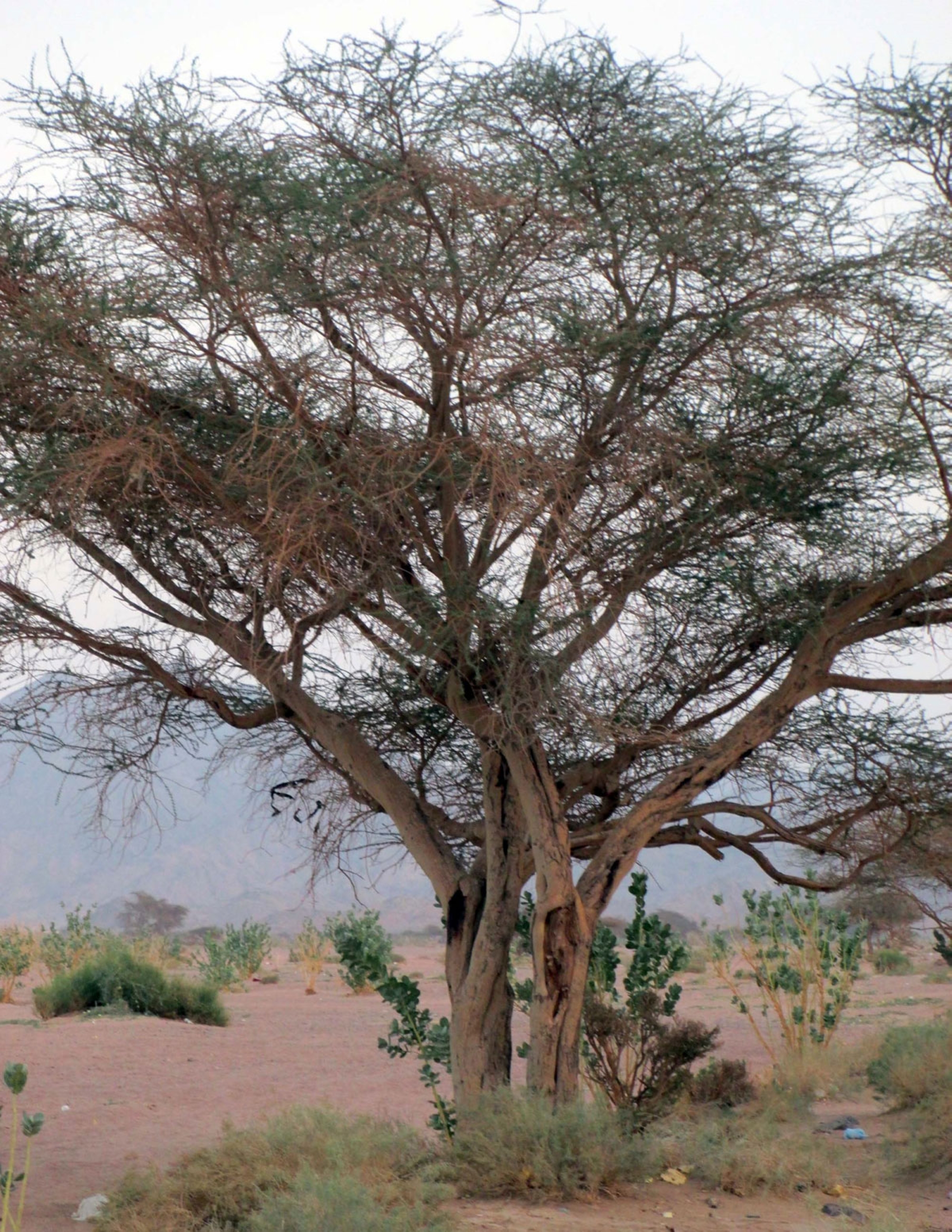Umbrella Thorn - Saudipedia