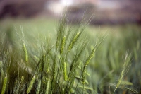 The wheat crop in the Kingdom. (SPA)