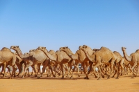 A glimpse of the competitions at King Abdulaziz Camel Racing Festival. (SPA)
