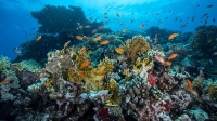 The depths of the Red Sea. (Red Sea Global Media Center)
