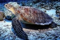 A turtle in an island of the Farasan Islands Reserve. (National Center for Wildlife)