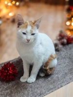 Cats are pets that do not pose a threat to humans. (Saudipedia)