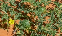 The colocynth plant looks like a melon and is one of the fastest-growing plants. (King Abdulaziz Foundation for Research and Archives (Darah))