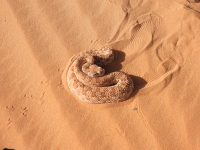 The Saharan horned viper poses a great danger due to its highly venomous nature. (King Abdulaziz Royal Reserve)