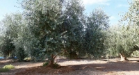 The olive tree has successfully thrived in various regions across the Kingdom. (Saudipedia)