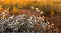 The felty germander is one of the perennial trees growing in the Kingdom. (Imam Turki bin Abdullah Royal Reserve Development Authority)