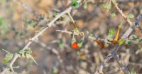 The desert shrubs bear red fruits that attract birds and bees. (Imam Turki Bin Abdullah Royal Reserve Development Authority)