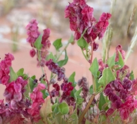 The plant&#039;s leaves and flowers are eaten fresh. They have a sour flavor. (Imam Turki bin Abdullah Royal Reserve Development Authority)
