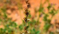 Onionweed. (Imam Turki bin Abdullah Royal Reserve Development Authority)