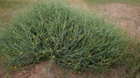 Pulicaria is a fast-growing desert shrub. (King Abdulaziz Foundation for Research and Archives (Darah))