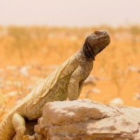 The Egyptian spiny-tailed lizard is the largest species of lizards found in the Arabian Peninsula and Sinai. (Media Center of the National Center for Wildlife)