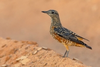 The Common Rock Thrush spends winter in East Africa and in the Kingdom. (Saudipedia)