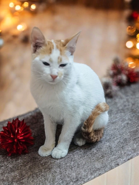 Cats are pets that do not pose a threat to humans. (Saudipedia)
