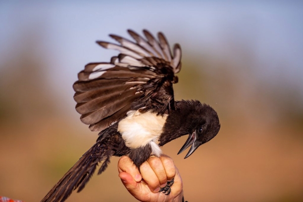 The Aseer magpie is an endangered bird and the only species endemic solely to the Kingdom. King Abdulaziz Foundation for Research and Archives (Darah)