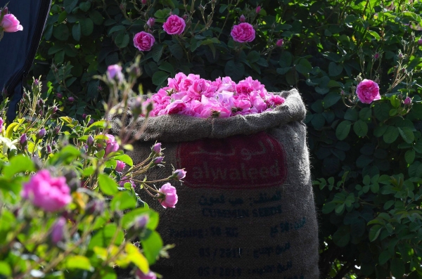Photo depicting the Taif Rose harvesting season. (SPA)
