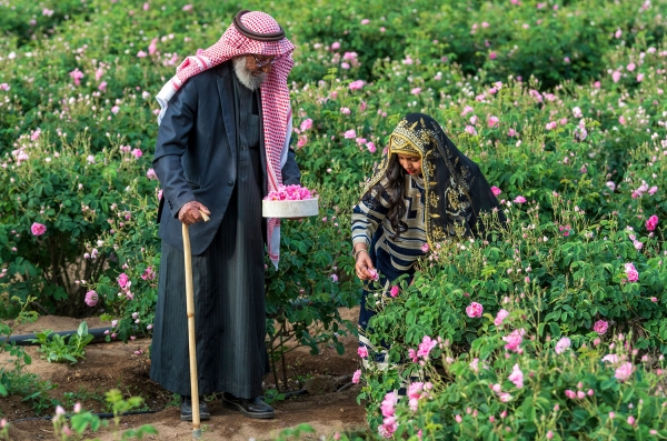 Photo depicting the Taif Rose harvesting season. (Ministry of Culture)