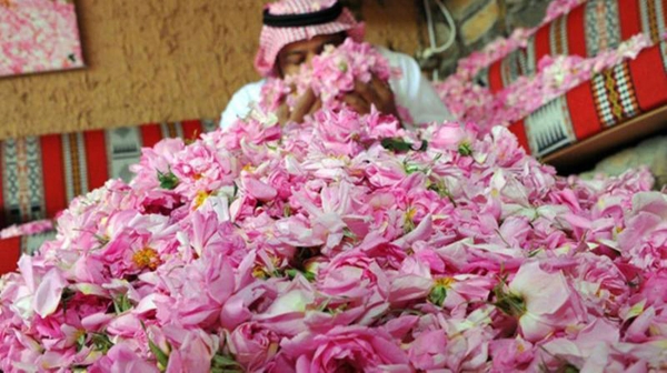 Taif Rose. (King Abdulaziz Foundation for Research and Archives (Darah))