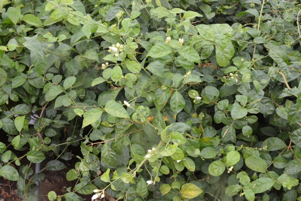 Jasmin cultivation in Jazan. (SPA)