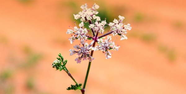 Al-Bisbas is distinguished by its fragrant aroma. (Imam Turki Bin Abdullah Royal Reserve Development Authority)